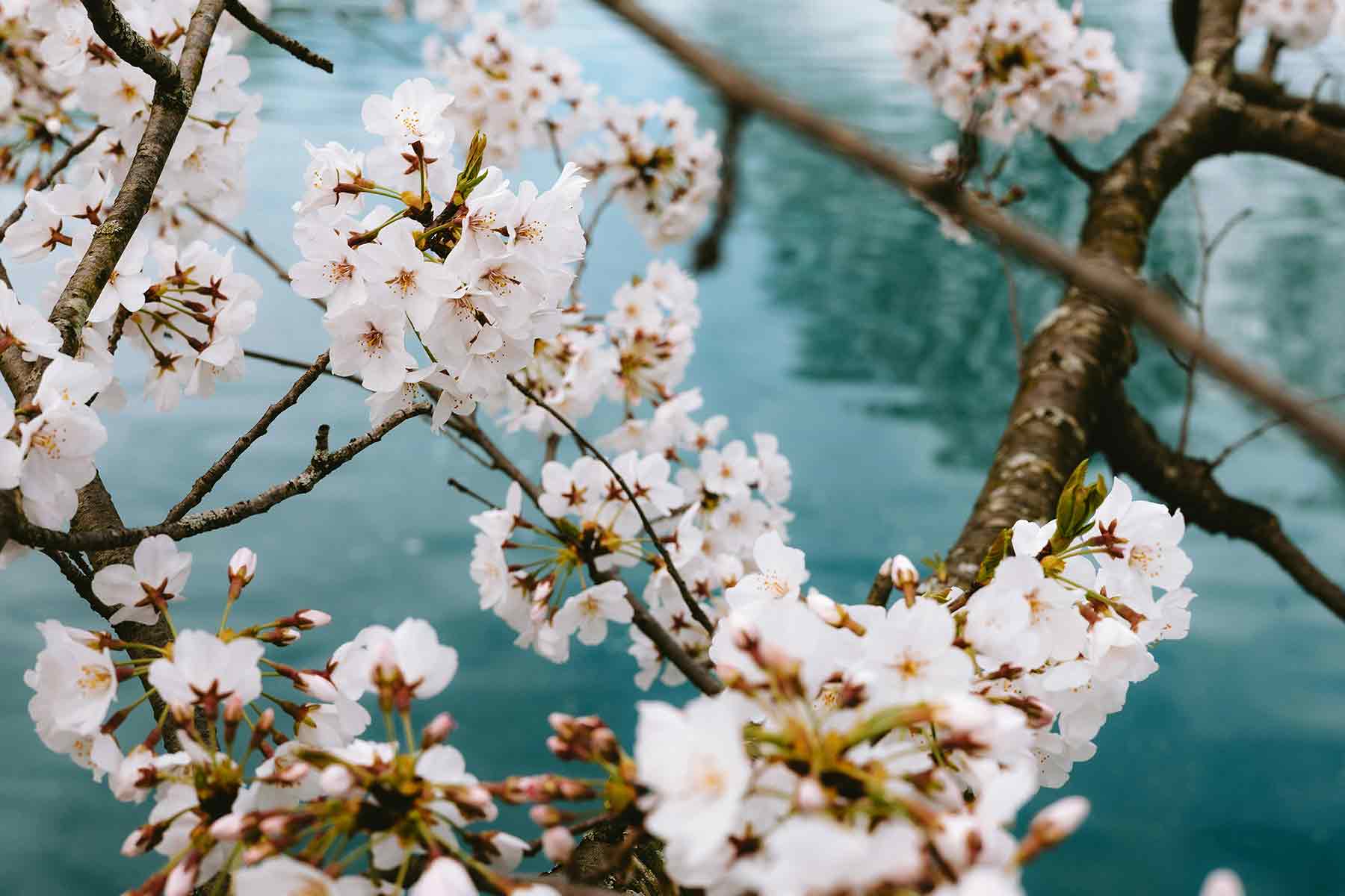 Poetic Devices and Poetry Techniques