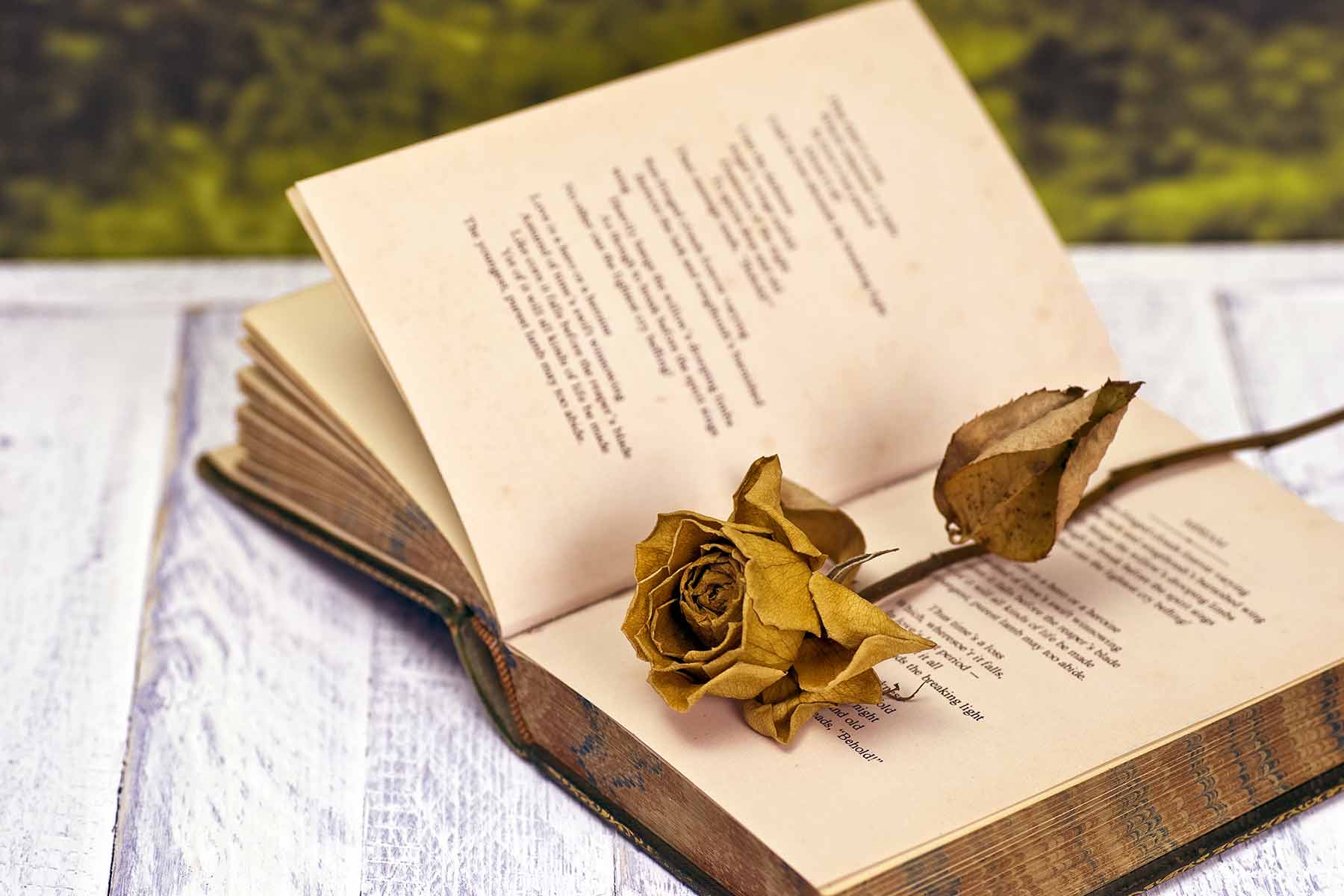 An open love poetry book with a dried rose placed on its pages